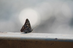 Moth near the waterfall on the bridge.